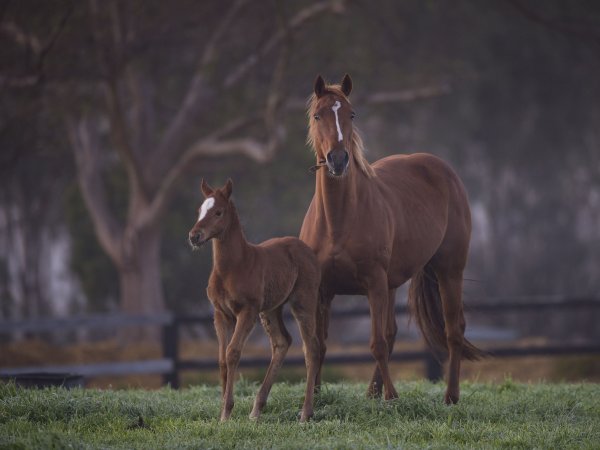 Stratheden Stud